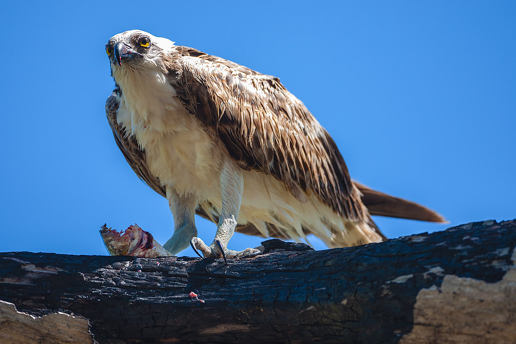 Print Color In Class A By Stan Murawski For Osprey Tears Away At Fish MAR-2020.jpg
